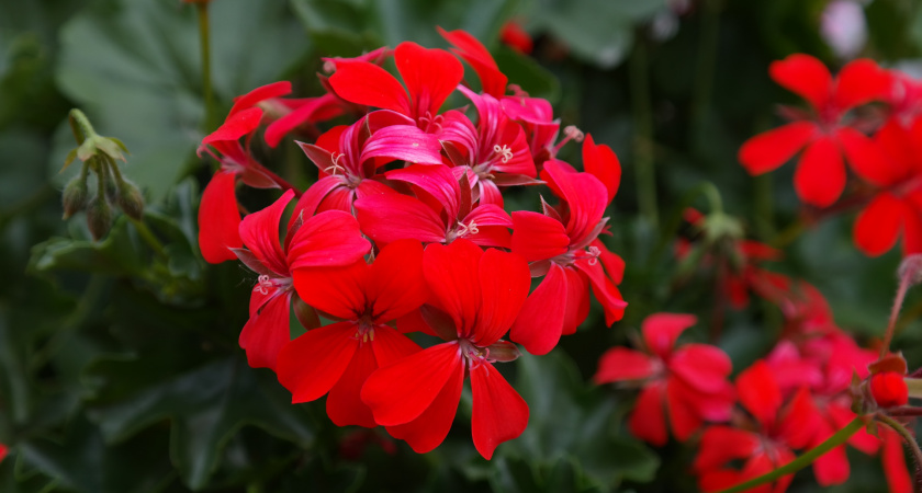 Ни один листик не упадет с герани: 1 подкормка в горшок - цветок пышно фонтанирует всю зиму