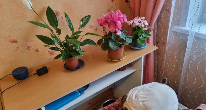 2 мл в горшок — и цветы на декабристе полезут пачками: цвести будет даже в старом грунте