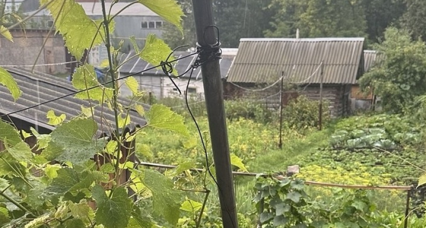 Дед сажал эти 3 сидерата в октябре: почву получал круче жирного чернозёма