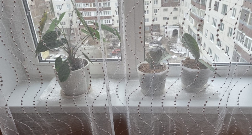 Жалею, что не узнал раньше эти не узнал эти 7 правил: теперь мои цветы живут годами, а я экономлю тысячи рублей