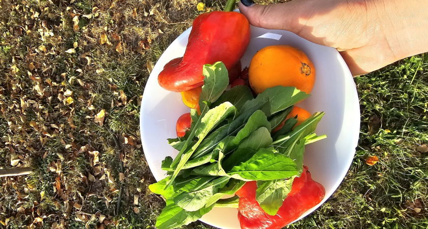 Простой способ сохранить овощи свежими надолго — без лишней химии и специальных методов