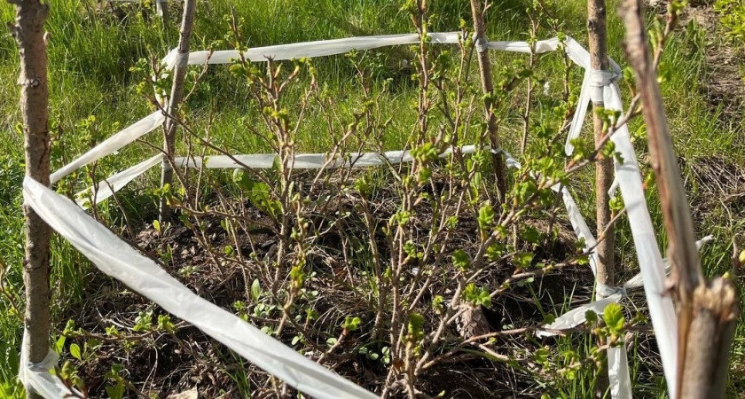 Яблоневая аллея отцов расцвела в парке Вологды