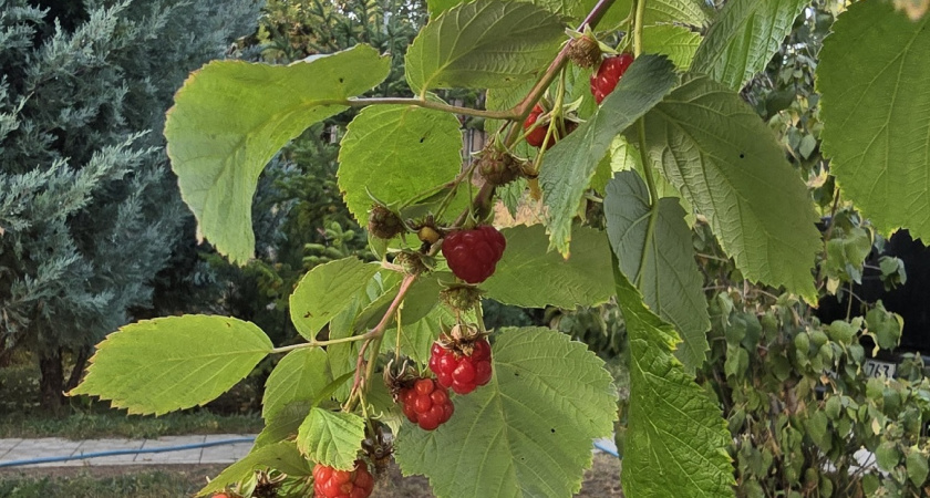 Кусты малины будут ломиться от ягод: 5 осенних работ в октябре-ноябре, которые я делаю обязательно