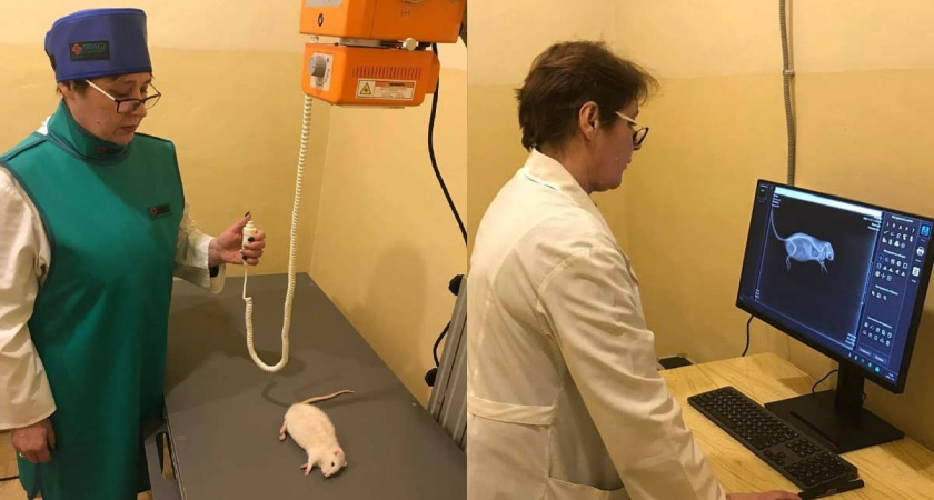 Ветеринарные службы Вологодской области получили партию современного диагностического оборудования