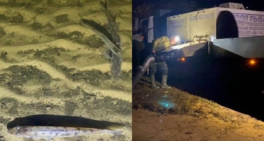 47 тысяч мальков судака выпустили в реку в Вологодской области