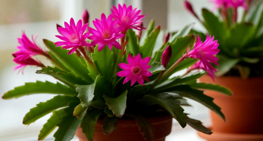 Как вырастить Декабрист пышным кустом, чтобы был привлекательным и обильно цвел: 2 простых метода