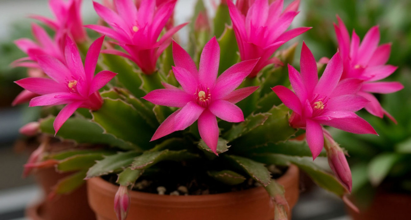 Подкармливайте декабриста своевременно и нужным средством, если хотите увидеть пышное и продолжительное цветение