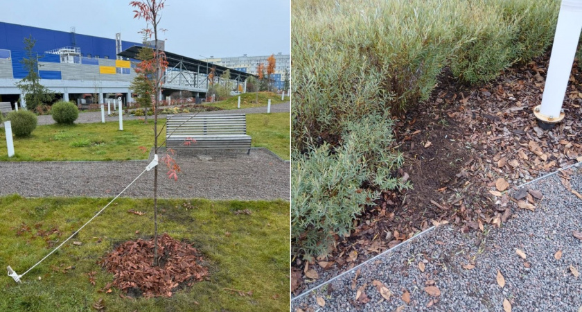 В Вологодской области вандалы повредили молодые деревья и похитили кусты