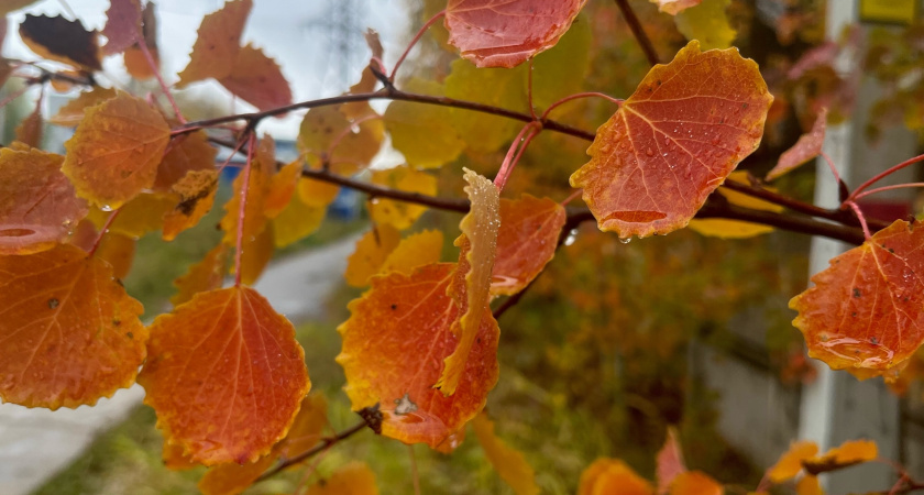 26 октября жителей Вологодской области ждет небольшой дождь