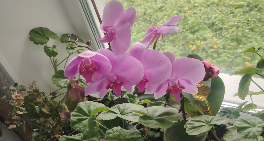 Поливаю орхидеи остатками своего любимого напитка — и они цветут дольше, чем после покупных удобрений