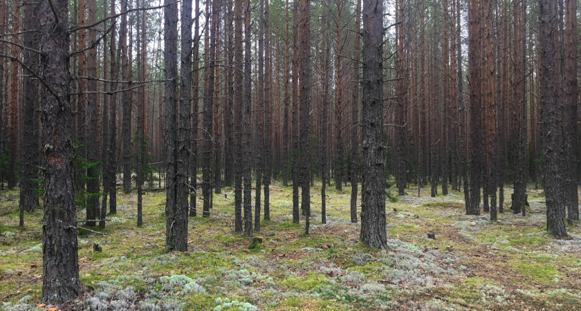 В Вологодской области во время охоты при загадочных обстоятельствах скончался пенсионер 