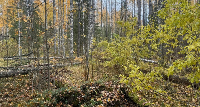 Пенсионер в Вологодской области рубил березы ради чаги