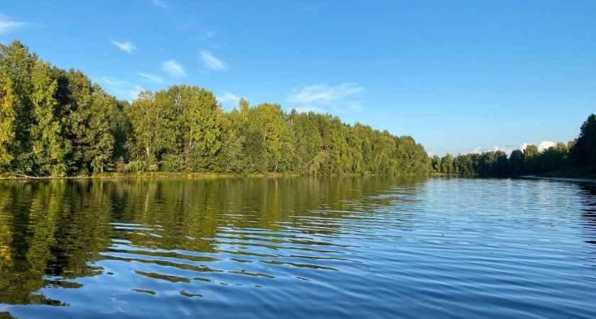 Более 80 тысяч мальков сига выпустили в Онежское озеро в Вологодской области