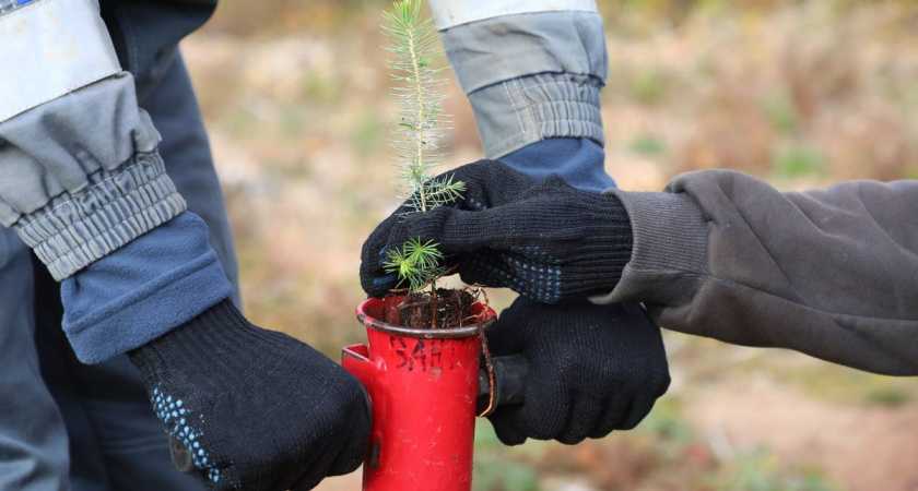 Более 131 тысячи деревьев высадили в Вологодской области во время акции "Сохраним лес"