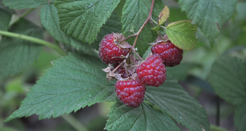 Ветви малины будут ломиться от плодов: 5 осенних работ в ноябре, которые я делаю обязательно