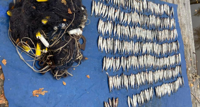 В Вологодской области браконьер попал под следствие за вылов 344 рыб