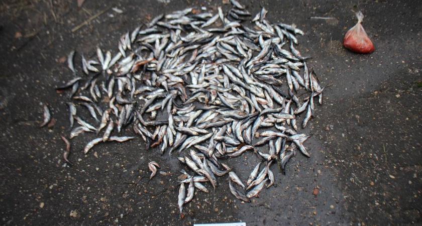 Запретный улов вологодского браконьера оценили в полмиллиона