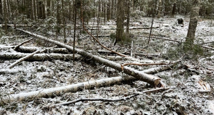 В Вологодской области вынесен приговор по делу о незаконной рубке леса на 1,3 миллиона рублей