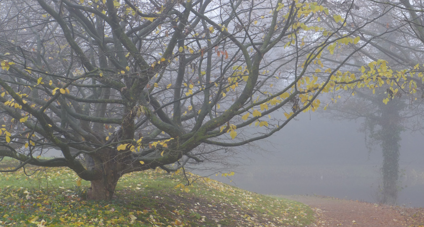 Ноябрьский сюрприз: жителей Центральной России ждёт тёплая погода - точный прогноз на последний месяц осени