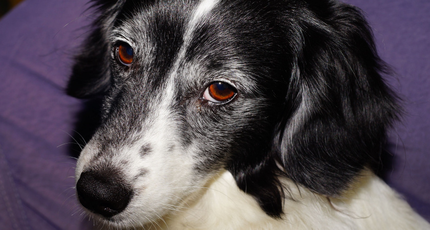 Платить придется не только за ЖКХ: новые штрафы для владельцев домашних животных