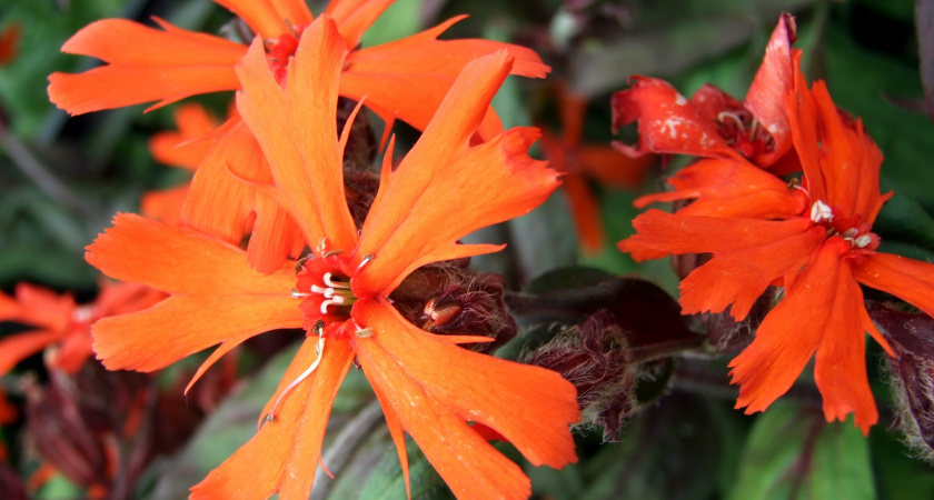 Многолетники, которые можно посеять в ноябре: простой способ сделать их устойчивыми к морозам до -25°C