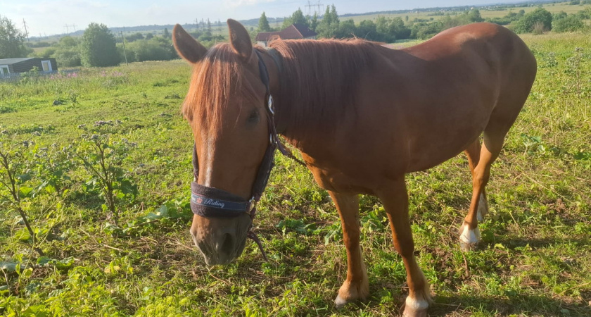 Жительница Вологодской области предстанет перед судом после падения подростка с лошади