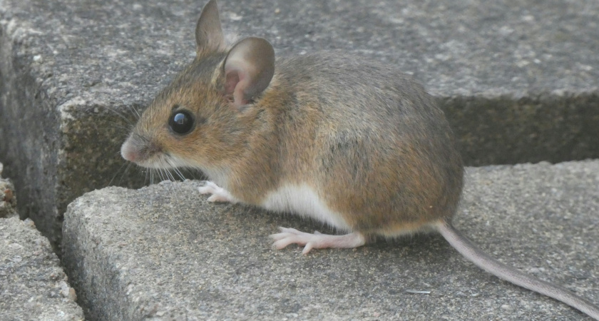 Как мыши находят себе дом для зимовки: отпугиваем их раз и навсегда