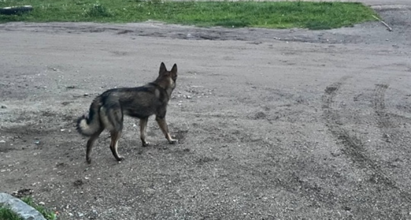 За нарушение правил выгула с владельцев собак в Вологодской области взыскали более 100 тысяч рублей