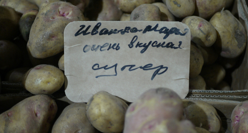 Уральские староверы знают секрет сохранения картофеля на всю зиму: они научились его программировать на сон