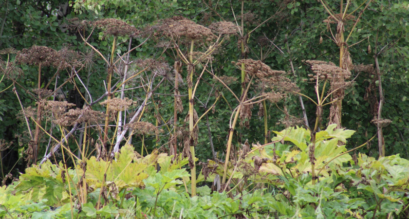В Вологодской области халатность обернулась провалом в борьбе с борщевиком