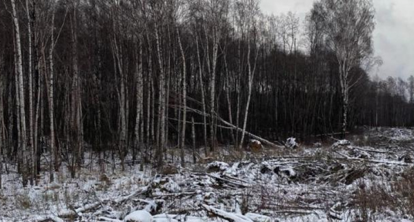 Житель Вологодской области самовольно вырубил свыше сотни деревьев у Северного шоссе