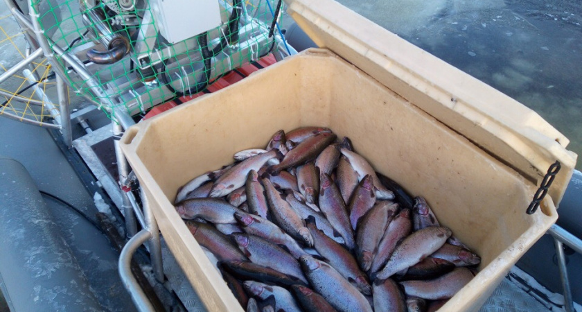 Почти тысяча тонн рыбы выращена в Вологодской области за девять месяцев