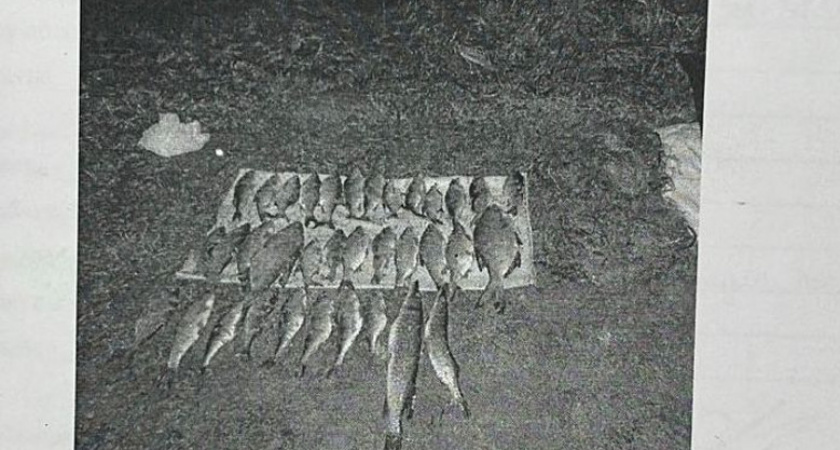 Вологодский браконьер заплатит за незаконный улов щуки и окуня