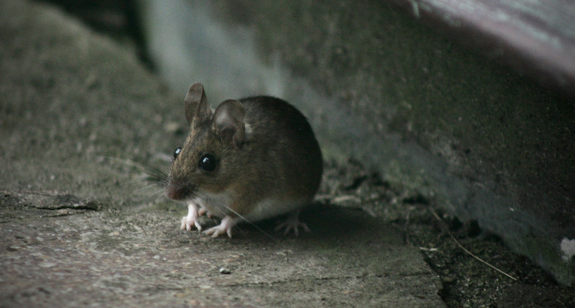 Как мыши находят место для зимовки: отпугиваем их раз и навсегда