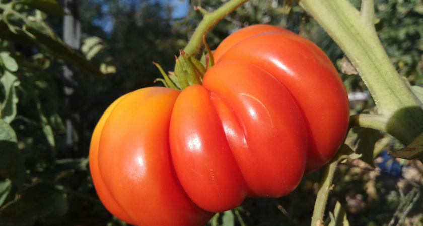 Мечта каждого садовода: 4 сорта томатов, вокруг которых не надо плясать с бубном – с кв.м. собрали 5,5 кг