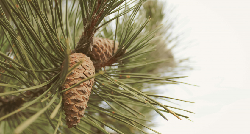 У нас мусор - у них ценный ресурс: зачем Китай вывозит из России сосновые иголки