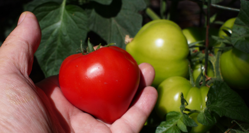 Лучшие сорта сочных, «арбузных» томатов: шесть вариантов на новый сезон