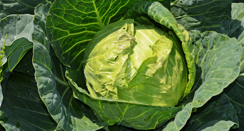 Три проверенных сорта капусты, которые не разочаруют