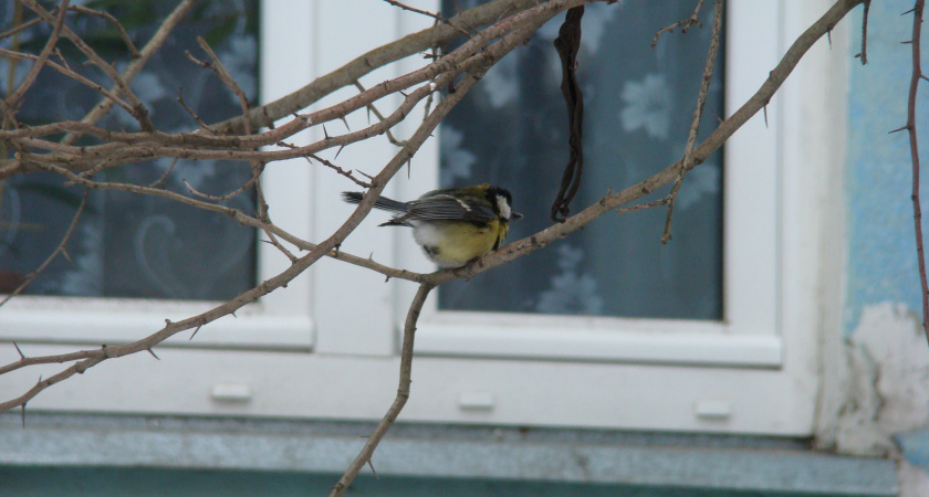Новый прогноз от главного метеоролога страны Романа Вильфанда: жителей Центральной России на этой неделе ждёт аномальное тепло