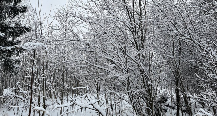 Погодные качели в Вологодской области: ноябрь завершится оттепелями и снегопадами
