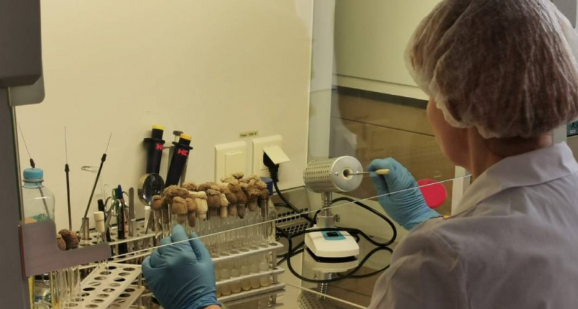 Десять агропредприятий Вологодской области получили субсидии на студентов-целевиков