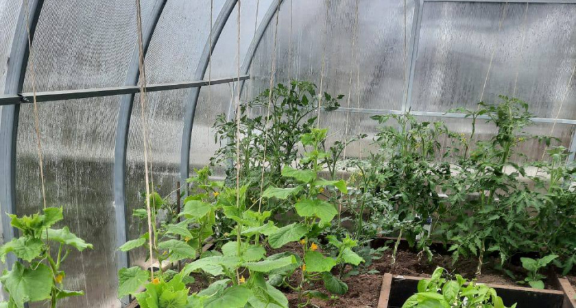 В декабре обработать теплицу - обязательно: вся зараза исчезнет за зиму. Средство из СССР для здорового урожая