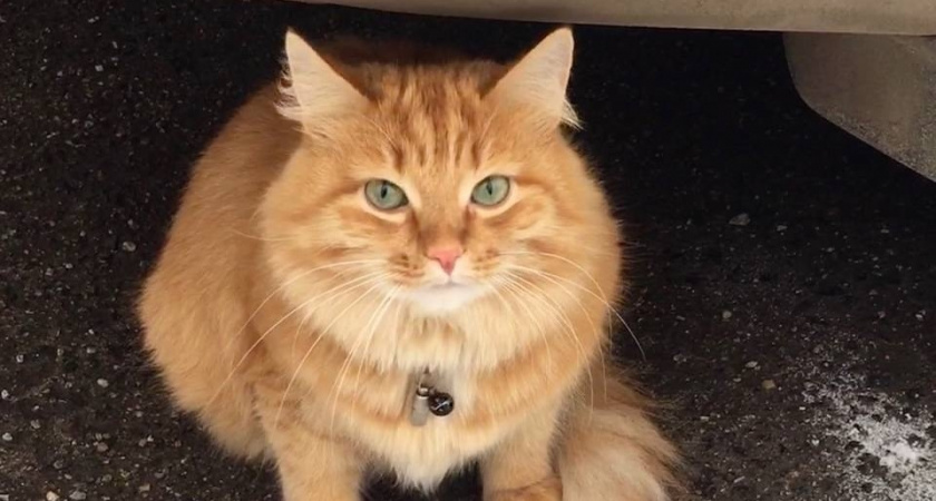 Чеширский Кот, кот Матроскин и Багира – любимые животные россиян