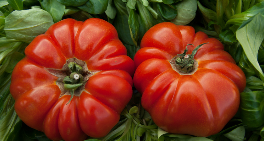 Мечта каждого дачника: 4 сорта помидоров, вокруг которых не надо плясать с бубном – с кв.м. собрали 5,5 кг