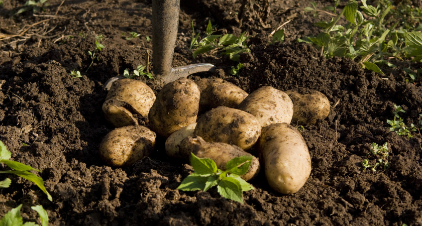 Почему у уральских староверов картофель лежит всю зиму, не гниет и не прорастает