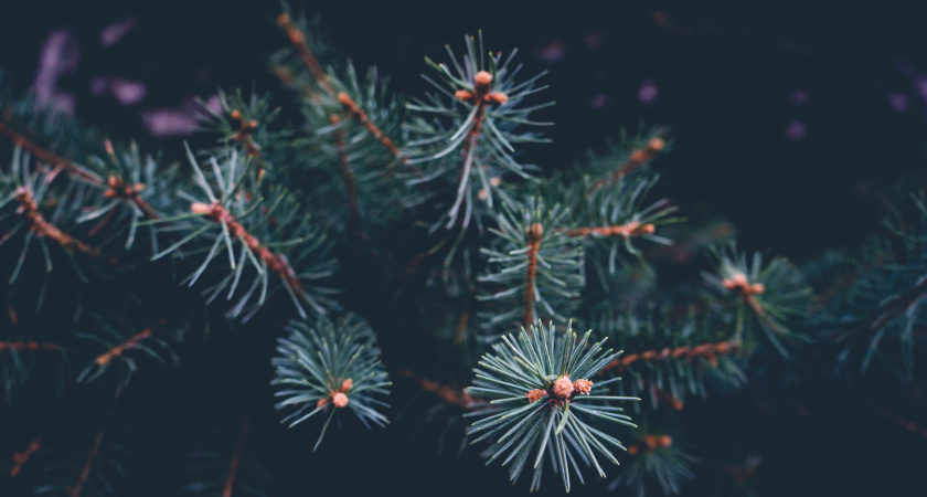 У нас мусор - у них на вес золота: зачем Китай активно вывозит из России сосновые иголки