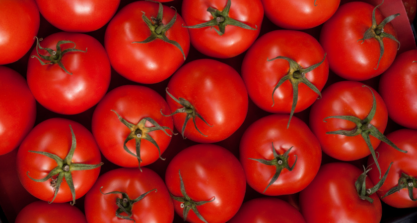 Лучшие сорта мясистых, «арбузных» томатов: шесть вариантов на следующий год