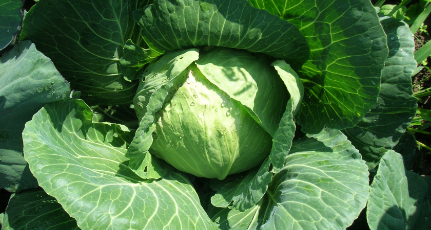 Три сорта капусты, которые гарантированно порадуют вас своим качеством и вкусом