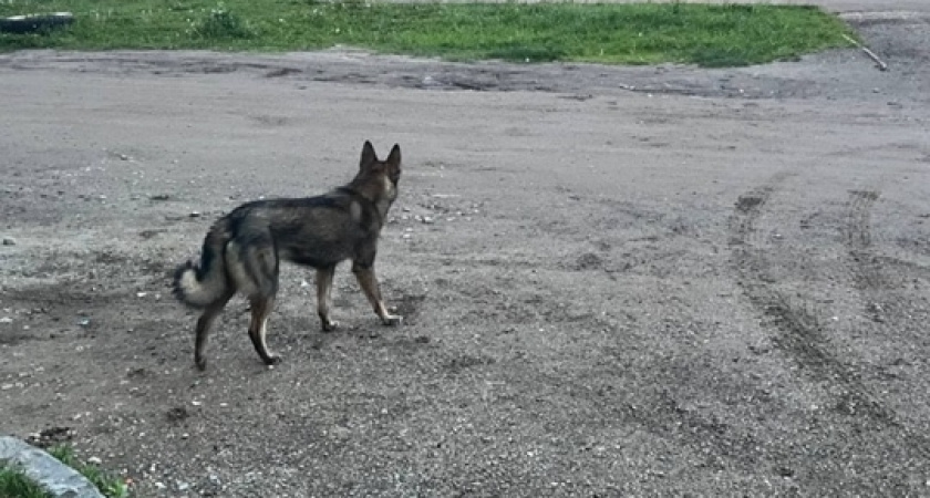 В Вологодской области суд взыскал с владельца собаки 35 тысяч рублей за нападение на ребенка