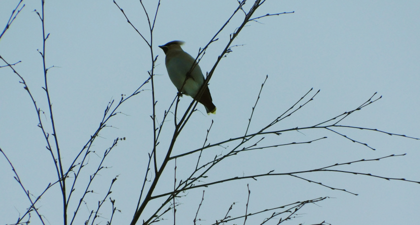 В Вологодской области первые дни декабря побили температурные рекорды